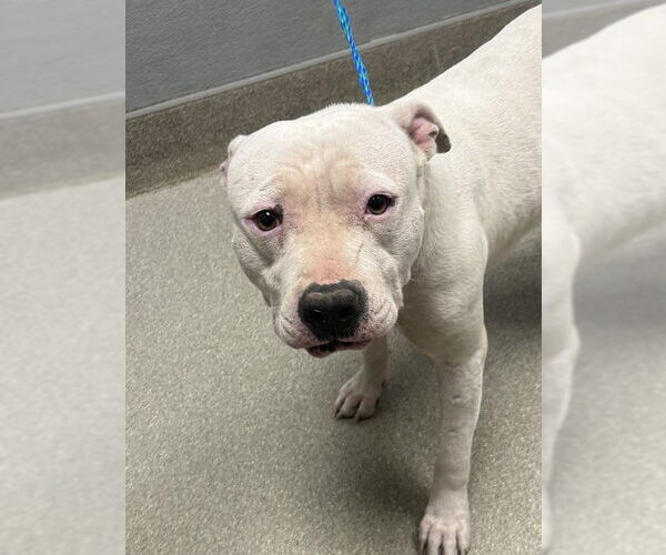 Medium Photo #1 American Pit Bull Terrier-Unknown Mix Puppy For Sale in Las Vegas, NV, USA