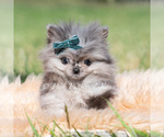 Small #3 Pomeranian