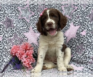 English Springer Spaniel Puppy for sale in CEDAR LANE, PA, USA