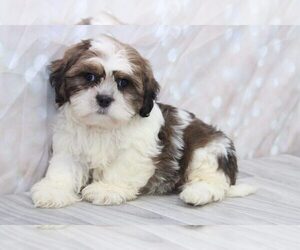 Shih Tzu Puppy for sale in MARIETTA, GA, USA
