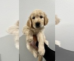 Small Photo #2 Golden Retriever Puppy For Sale in EASTVALE, CA, USA