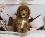 Puppy Daffy AKC Poodle (Toy)