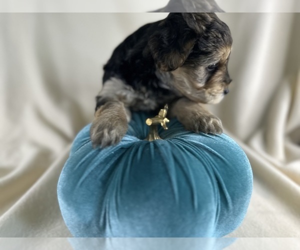 Medium Photo #11 YorkiePoo Puppy For Sale in ROCK HILL, SC, USA