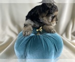 Small Photo #11 YorkiePoo Puppy For Sale in ROCK HILL, SC, USA