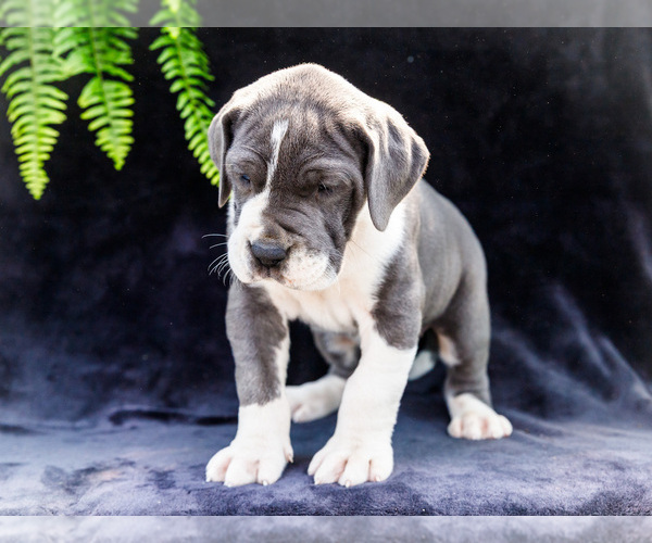 Medium Photo #14 Great Dane Puppy For Sale in WAKARUSA, IN, USA