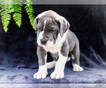 Small #13 Great Dane