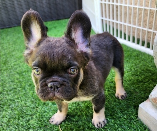 Medium Photo #13 French Bulldog Puppy For Sale in LAS VEGAS, NV, USA