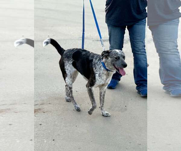 Medium Photo #2 Mutt Puppy For Sale in Paso Robles, CA, USA