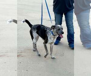 Oaklie - Female Mutt Dog for Adoption - Photo #2