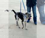 Small Photo #2 Mutt Puppy For Sale in Paso Robles, CA, USA