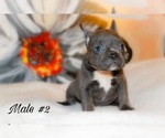 Small French Bulldog