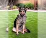 Small Photo #2 German Shepherd Dog-Unknown Mix Puppy For Sale in Downey, CA, USA