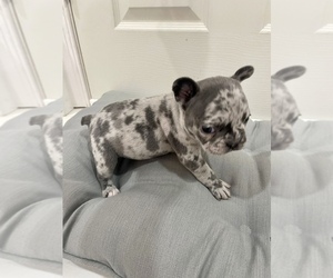 French Bulldog Puppy for sale in CHARLESTON, SC, USA