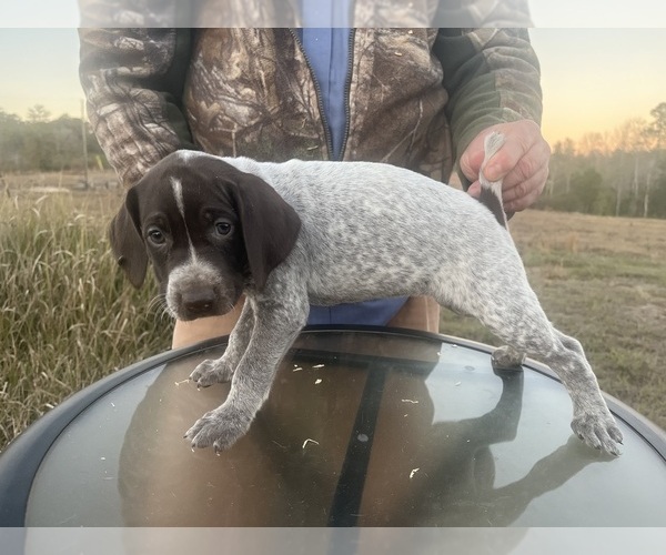 Medium Photo #19 German Shorthaired Pointer Puppy For Sale in LUCEDALE, MS, USA