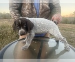 Small #18 German Shorthaired Pointer