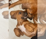 Small #17 Rhodesian Ridgeback