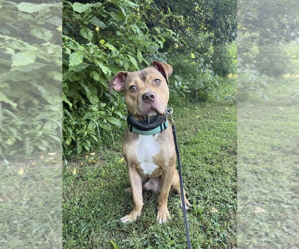 Medium Photo #2 American Pit Bull Terrier Puppy For Sale in Rockville, MD, USA
