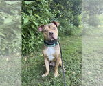 Small #1 American Pit Bull Terrier