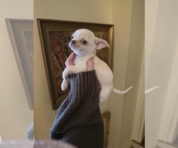Medium Photo #4 Chihuahua Puppy For Sale in DAYTON, OH, USA