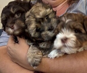 Havanese Litter for sale in DACULA, GA, USA