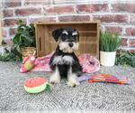 Small #5 Schnauzer (Miniature)