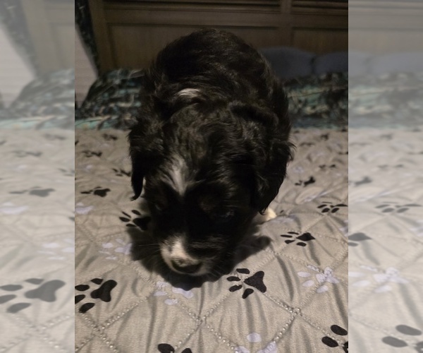 Medium Photo #4 Miniature Australian Shepherd Puppy For Sale in WADESBORO, NC, USA