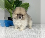 Small Photo #8 Pomeranian Puppy For Sale in FRANKLIN, IN, USA
