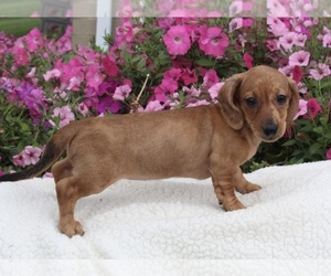 Dachshund Puppy for sale in FREDERICKSBURG, OH, USA