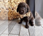 Small #12 Miniature Labradoodle