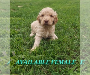 Goldendoodle Puppy for sale in ALMOND, WI, USA