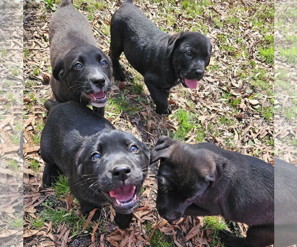 Medium Photo #2 Mutt Puppy For Sale in Thomasville, NC, USA