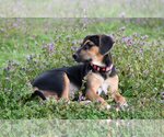 Small Photo #8 Beagle-Unknown Mix Puppy For Sale in McKinney, TX, USA
