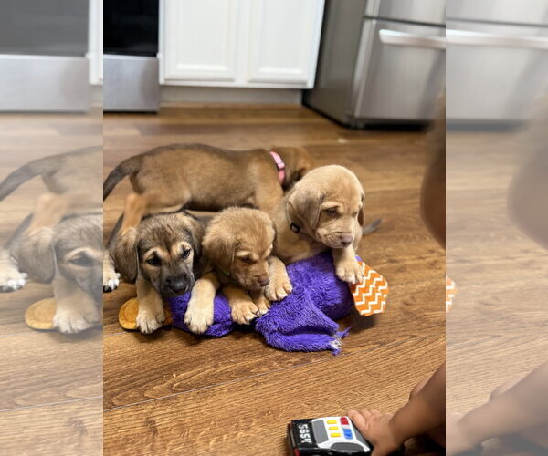 Medium Photo #3 Labrador Retriever-Unknown Mix Puppy For Sale in Holly Springs, NC, USA