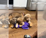 Small #2 Labrador Retriever Mix