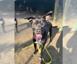 Small #11 Labrador Retriever Mix