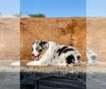 Small Photo #7 Australian Shepherd Puppy For Sale in WESLEY CHAPEL, FL, USA