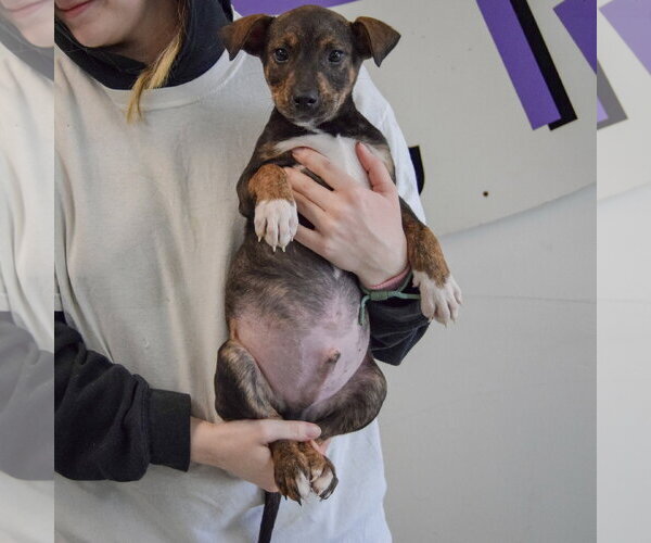 Medium Photo #4 Jack Russell Terrier-Unknown Mix Puppy For Sale in Huntley, IL, USA