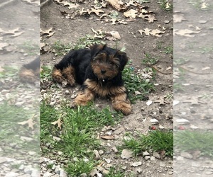 Yorkshire Terrier Puppy for Sale in GALVA, Illinois USA