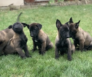 Belgian Malinois Puppy for sale in TOPPENISH, WA, USA