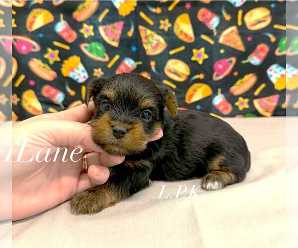 Medium Photo #1 Yorkshire Terrier Puppy For Sale in WINNSBORO, LA, USA