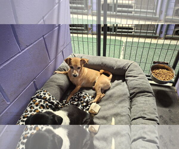 Medium Photo #10 Chihuahua-Unknown Mix Puppy For Sale in Sebec, ME, USA