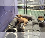 Small #9 Chihuahua Mix