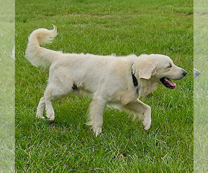 Father of the Golden Retriever puppies born on 12/10/2023
