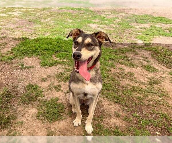 Medium Photo #2 Labrador Retriever-Siberian Husky Mix Puppy For Sale in Orange, CA, USA