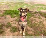 Small #1 Labrador Retriever-Siberian Husky Mix