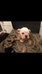 Small Photo #5 English Bulldog Puppy For Sale in STOUGHTON, MA, USA