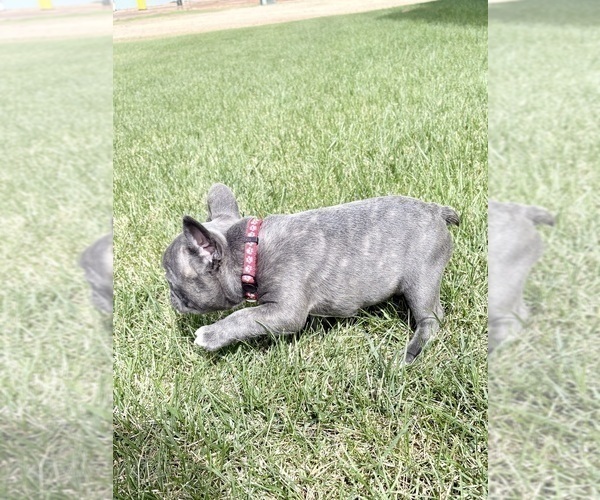 Medium Photo #6 French Bulldog Puppy For Sale in CANYON, TX, USA
