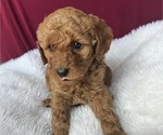 Puppy Purple Goldendoodle (Miniature)