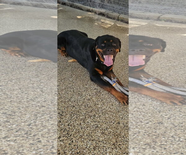 Medium Photo #8 Rottweiler Puppy For Sale in Mooresville, NC, USA