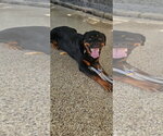 Small #7 Rottweiler